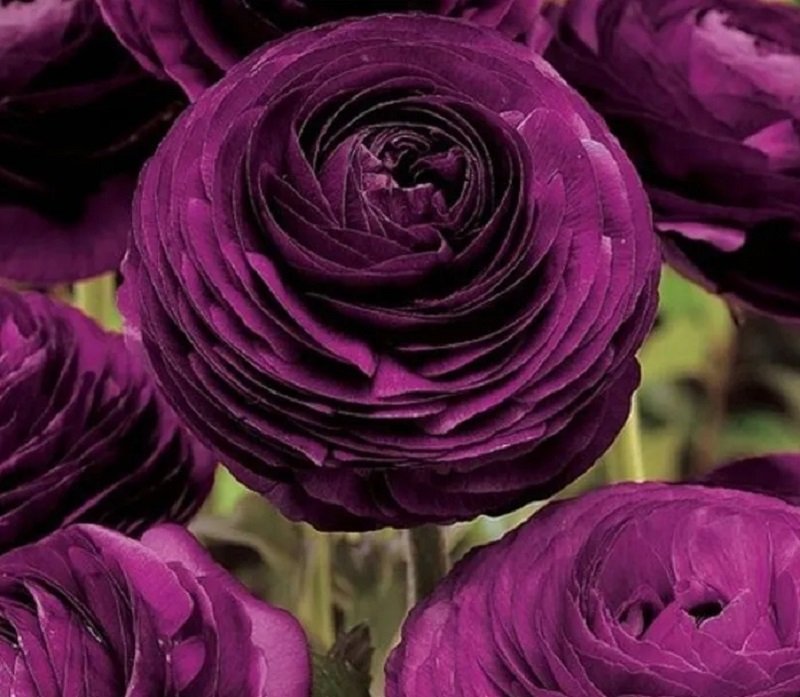 20 Zi Yuren Dark Purple Ranunculus Seeds Asiaticus Perennial Flower Fresh Seeds