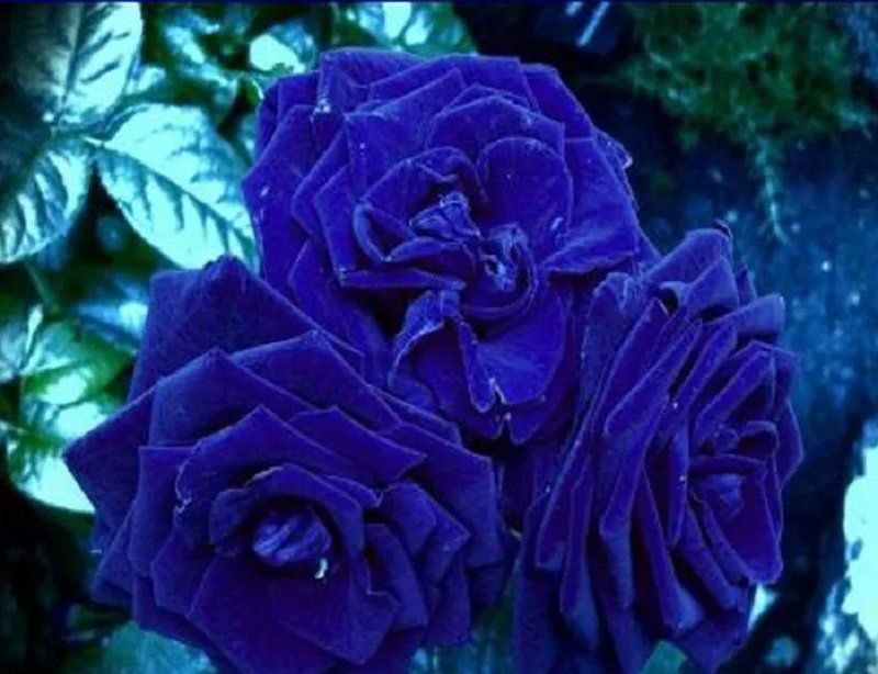 50 Rare Blue Damask Rose Seeds Bush 3 Flower Fresh Seeds