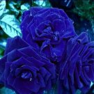 50 Rare Blue Damask Rose Seeds Bush 3 Flower Fresh Seeds