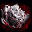 50 White Blood Rose Seeds The Rarest Plant Flower Fresh Seeds