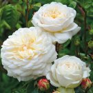 50 White Rose Seeds Rare Tranquillity Radiant Ravishing Flower Plant Fresh Seeds