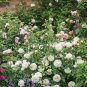 50 White Rose Seeds Rare Tranquillity Radiant Ravishing Flower Plant Fresh Seeds