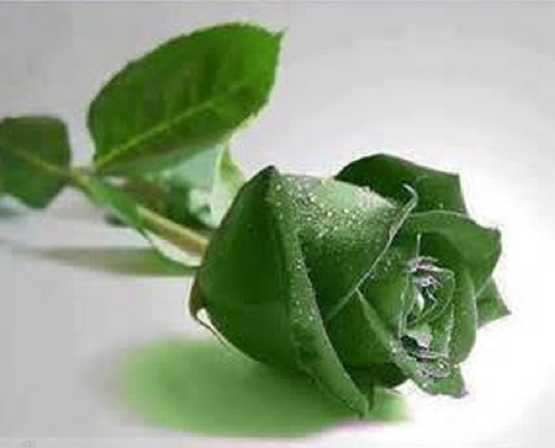 20 Yunnan Dark Green Rose Seeds Perennial Flower Plant Fresh Seeds
