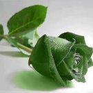 20 Yunnan Dark Green Rose Seeds Perennial Flower Plant Fresh Seeds