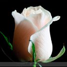 50 Heirloom Fleshcolor European Rose Seeds White Light Pink Rose Flower Fresh Seeds