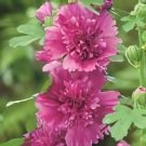 400 Seeds Miniature Hollyhock Flower Fresh Seeds