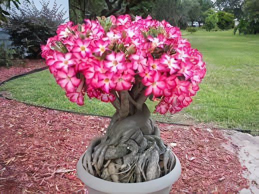 4 Seeds Imported 'nobleness lady' Adenium Desert Rose Fresh Seeds