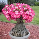 4 Seeds Imported 'nobleness lady' Adenium Desert Rose Fresh Seeds