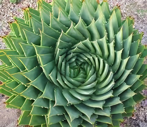 200 Seeds Rare Spiral New Plant Succulents Fresh Seeds