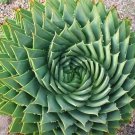 200 Seeds Rare Spiral New Plant Succulents Fresh Seeds