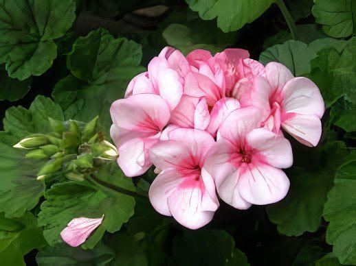 60 Seeds Geranium Perennial Bonsai Flower Plantas Pelargonium Fresh Seeds