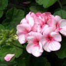 60 Seeds Geranium Perennial Bonsai Flower Plantas Pelargonium Fresh Seeds