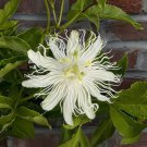 40 Seeds Passion Flower Passiflora Incarnata Certified Pure Fresh Seeds