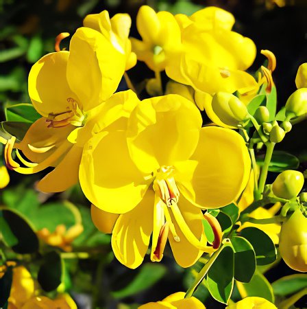 40 Seeds Cassia Seeds herb catsia tora Linn Chinese herb Fresh Seeds