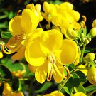 40 Seeds Cassia Seeds herb catsia tora Linn Chinese herb Fresh Seeds