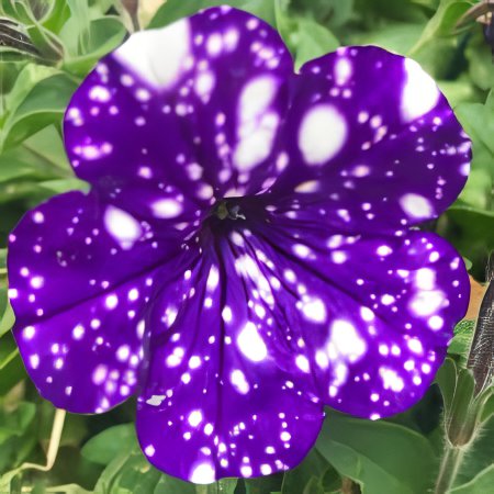 400 Seeds Petunia Garden Bonsai Moon Night Sky Double Purple Flowers Fresh Seeds