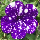 400 Seeds Petunia Garden Bonsai Moon Night Sky Double Purple Flowers Fresh Seeds
