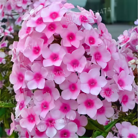 200 Seeds Phlox Drummondii Cuspidata Flower Fresh Seeds