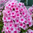 200 Seeds Phlox Drummondii Cuspidata Flower Fresh Seeds