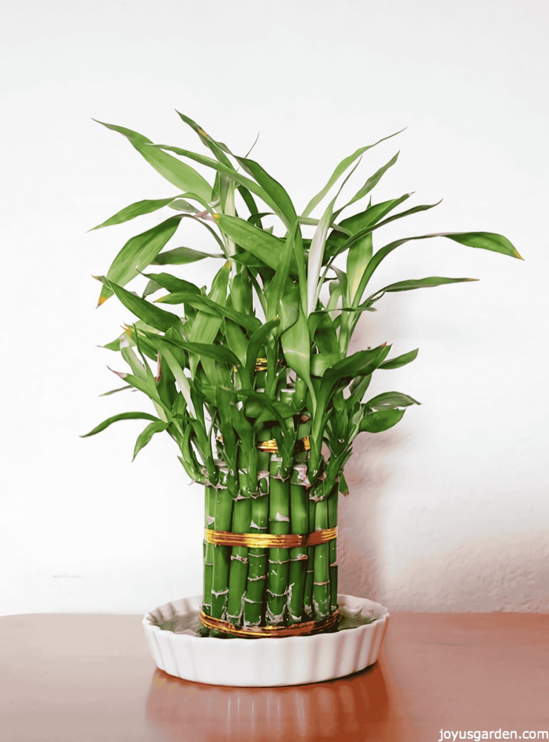 20 Seeds Rainbow Lucky Bamboo Bonsai Small Potted Plants Purify Dracaena Plantas Fresh Seeds