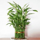 20 Seeds Rainbow Lucky Bamboo Bonsai Small Potted Plants Purify Dracaena Plantas Fresh Seeds