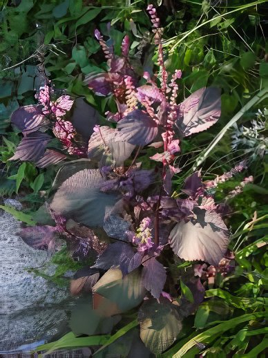 200 Seeds Rare Plants Red Shiso Frutescens Purple Perilla Plantas Fresh Seeds