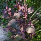 200 Seeds Rare Plants Red Shiso Frutescens Purple Perilla Plantas Fresh Seeds