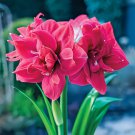 200 Seeds Hippeastrum Bulbs Bonsai Amaryllis Barbados Lily Fresh Seeds