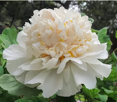 40 Seeds Rare Chinese Peony Seeds Light Purplish White Double Flowers Fresh Seeds