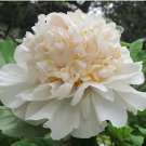 40 Seeds Rare Chinese Peony Seeds Light Purplish White Double Flowers Fresh Seeds