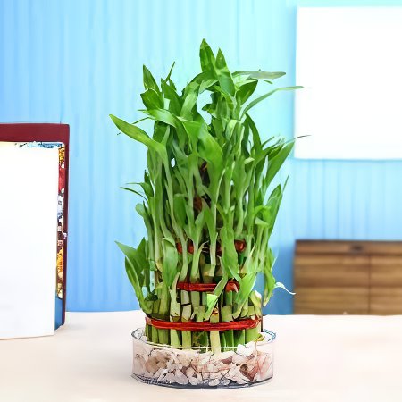 40 Seeds Lucky Bamboo Plants Fresh Seeds