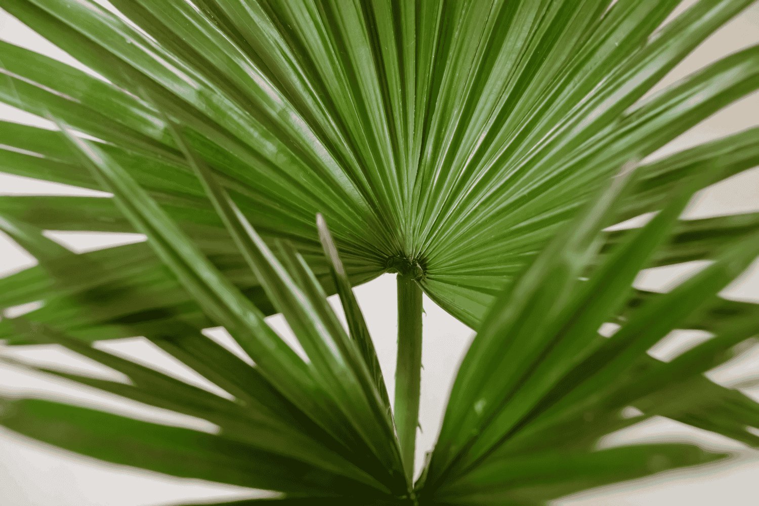 20 Seeds Palm Bonsai Plant Perennial Purification Air Palm Tree Family Fresh Seeds