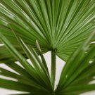 20 Seeds Palm Bonsai Plant Perennial Purification Air Palm Tree Family Fresh Seeds
