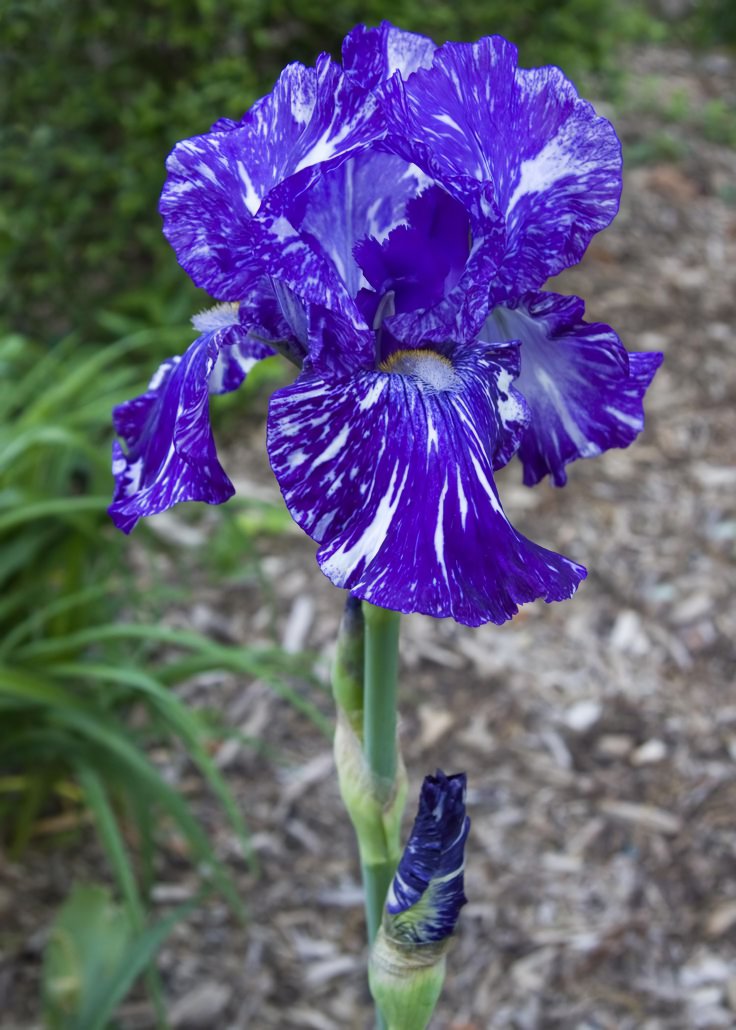40 Seeds Iris Bonsai Irises Flower Bonsai Perennial Beautiful Flowering Fresh Seeds