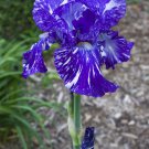 40 Seeds Iris Bonsai Irises Flower Bonsai Perennial Beautiful Flowering Fresh Seeds