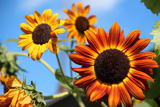 40 Seeds Beautiful Sunflower Ornamental Flower Fresh Seeds