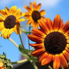 40 Seeds Beautiful Sunflower Ornamental Flower Fresh Seeds