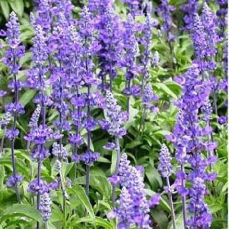 100 Seeds Blue Butterfly Sage Flower Fresh Seeds