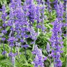 100 Seeds Blue Butterfly Sage Flower Fresh Seeds