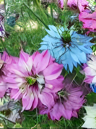 60 Seeds Fennel Flower Fresh Seeds