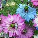 60 Seeds Fennel Flower Fresh Seeds