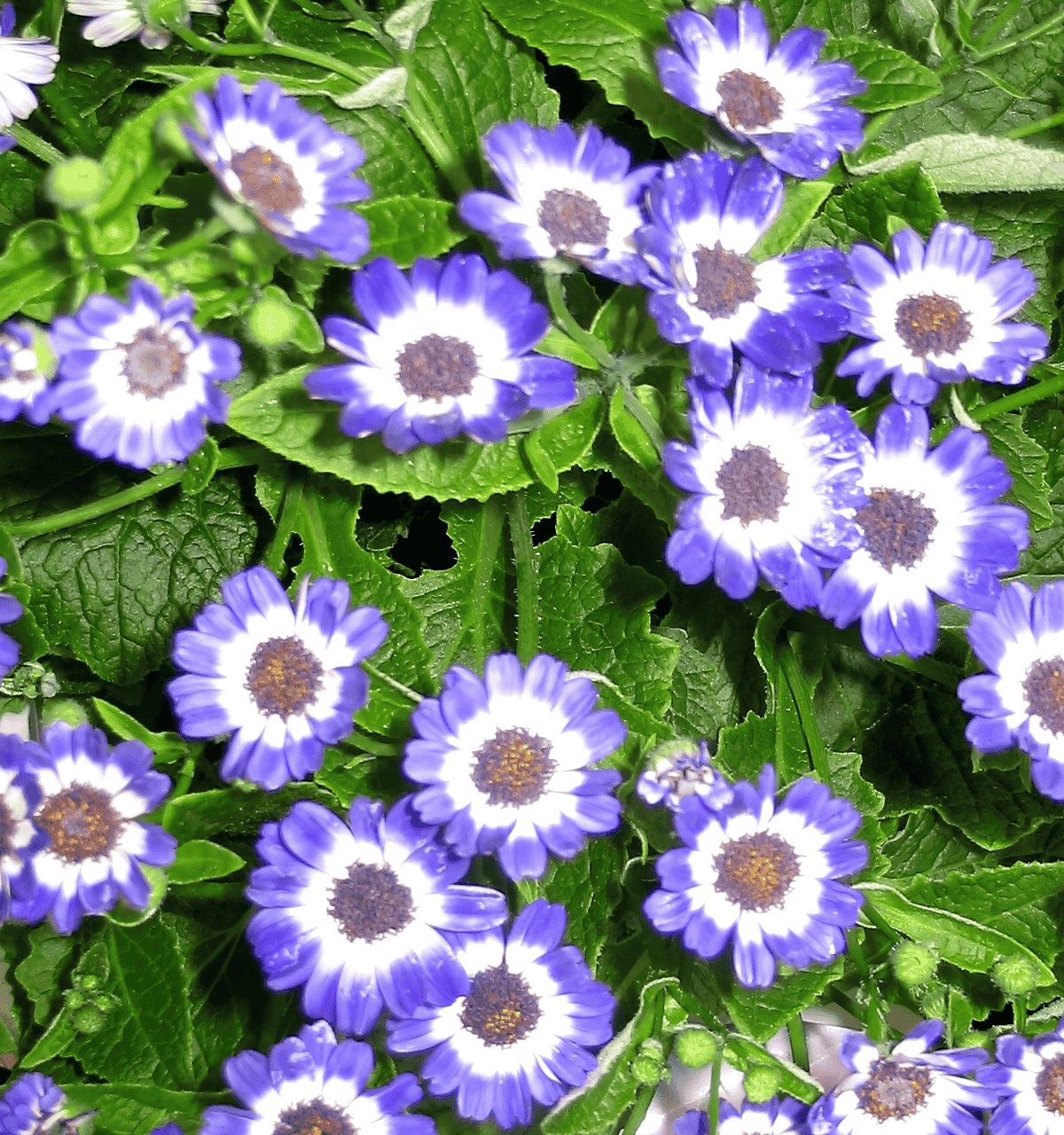100 Seeds Pericallis Hybrida Different Florists Cineraria Bonsai Hardy Flower Fresh Seeds