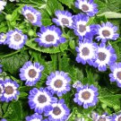 100 Seeds Pericallis Hybrida Different Florists Cineraria Bonsai Hardy Flower Fresh Seeds