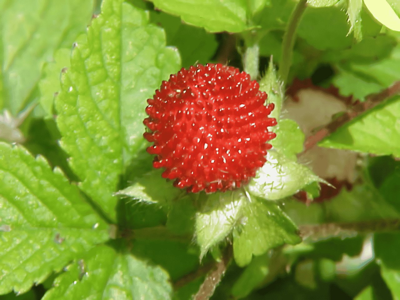 120 Seeds India Mock Strawberry Bonsai Fresh Seeds
