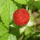 120 Seeds India Mock Strawberry Bonsai Fresh Seeds