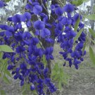 200 Seeds Rare Heirloom Dark Blue Wisteria Hybrid Flower Fresh Seeds