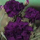 100 Seeds Rare Heirloom 'Zi Zun' Purple Carnation Annual Flowers Fresh Seeds