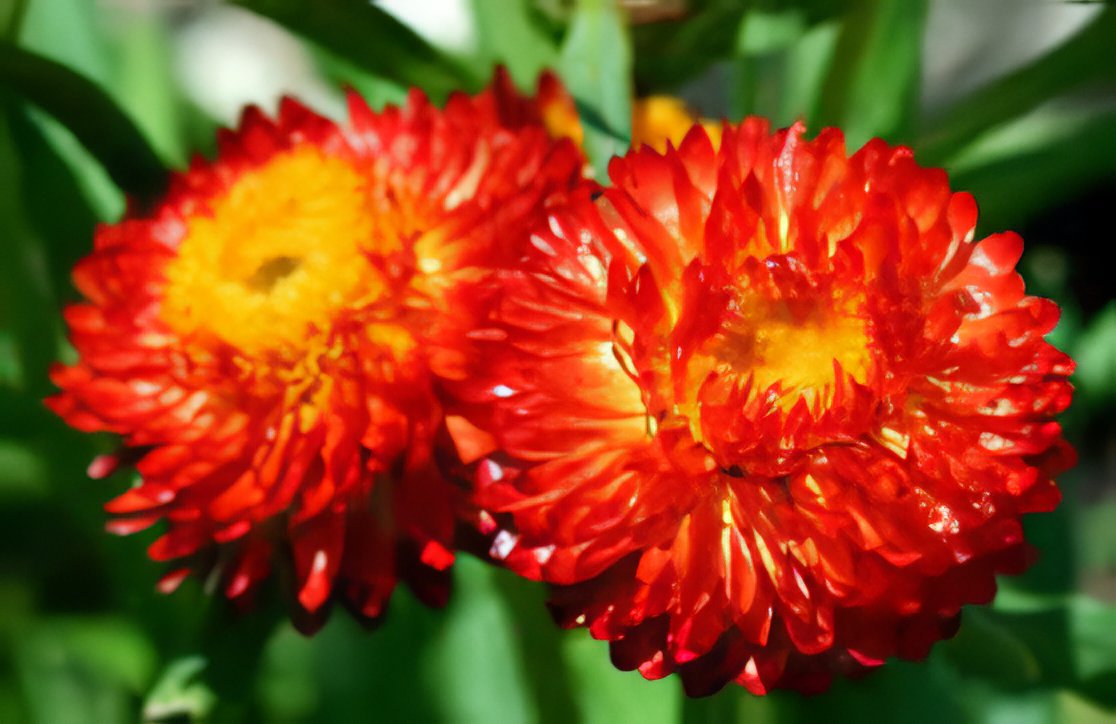 60 Seeds Rare Fire Red Helichrysum Strawflower Annual Flower with golden eye Fresh Seeds