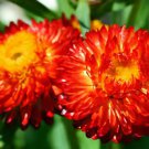 60 Seeds Rare Fire Red Helichrysum Strawflower Annual Flower with golden eye Fresh Seeds