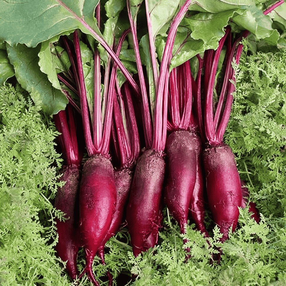 60 Seeds Dark Red Beetroot Cylindra Vegetables Fresh Seeds
